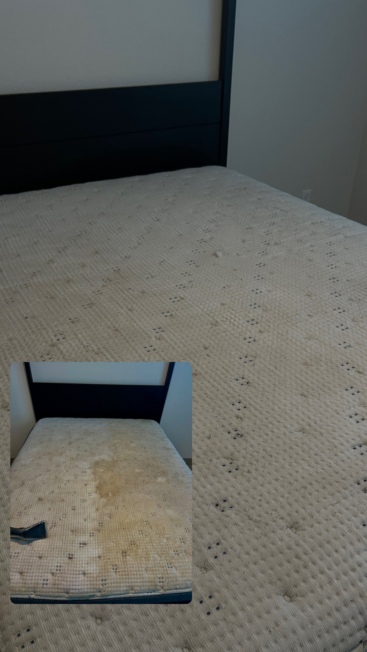 Upholstery Cleaning >