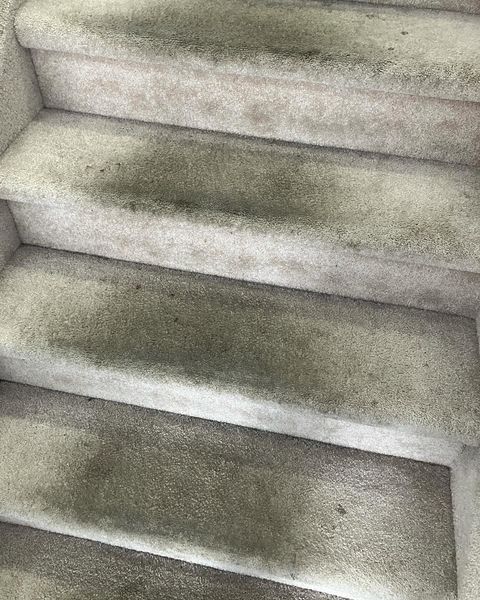 Carpet Cleaning >